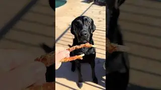 #puppy #mon2sun #petsnack #doglover #trainingtreats #dogtreats #dogowner