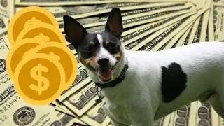 10 CHEAP & LOW-COST Dog Breeds!