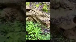 Omg A Dead T-Rex 🦖 #shorts #dinosaur
