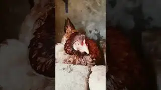 Brood hen