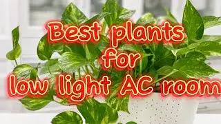 Best indoor plants for low light AC room 🌿✨🌿