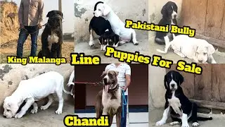 King Malanga Line Pakistani Bully Puppies For Sale