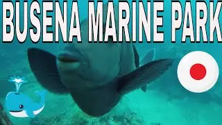 МОРСКОЙ ПАРК БУСЕНА ОКИНАВА!