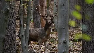 Danč&iacute; ř&iacute;je 2025 - Beskydy #animals #wildlife #photography #deer #rut #damadama