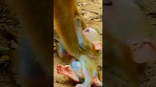 Mommy Monkey doesn't allow the baby to follow her. #baby #monkey #0140