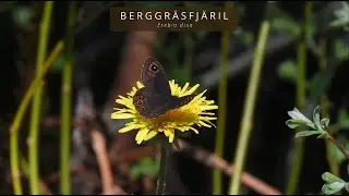 BERGGRÄSFJÄRIL (Lasiommata petropolitana/Northern Wall Brown)