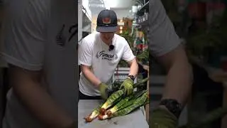 Несколько простых шагов могут спасти ваше змееголовник!