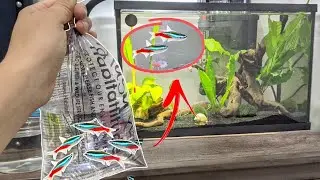 getting NEON TETRAS for my 5.5 gallon tank | Community Tank | Nano Aquarium |Julia & Olga|