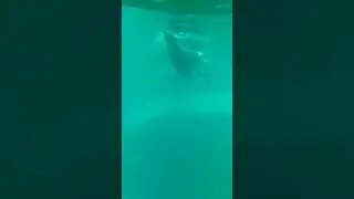 Морж. shorts. короткое_видео. Walrus. Walro&szlig;. Morse. 海象.