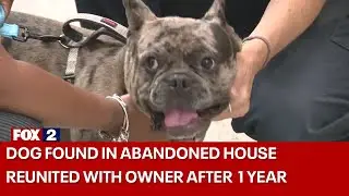 Dog found in abandoned Detroit house reunited with owner after 10 months