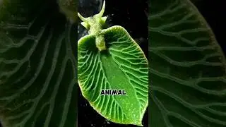 This Creature Eats Light to Survive!