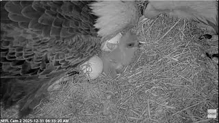Beau sees his chick for the first time American Eagle Foundation NEFL Cam 2 - Live Bald Eagle Cam