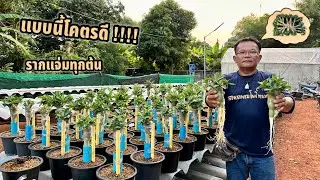 สุดทึ่ง ชวนชมทรงสูงปลูกใส่ท่อ PVC รากสวยและตรงมาก