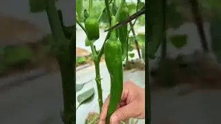 Harvesting Fresh Veggies from Nature 🌿🥒 #NatureHarvest #FreshVeggies #OrganicLiving #TheNatureReel