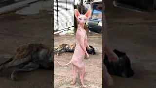 GATO DAN&Ccedil;ANDO 😂😂😂#shorts #funny