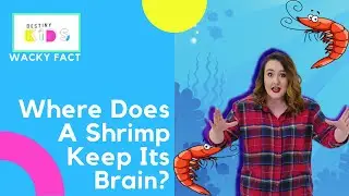 Where Does A Shrimp Keep Its Brain? | Wacky Fact | Kids fun activities | Kids learning facts game