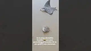 Pescadores tuvieron una pesca incidental de una mantaraya y un pez globo en Monta&ntilde;ita ECUADOR 😱