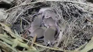 Mus musculus (House mouse) nest with a 12 babies - Cyprus