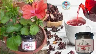 Unboxing & Review Of Om Dhatu's Red Tea | Benefits of Drinking Hibiscus Tea | गुड़हल की चाय | Red Tea