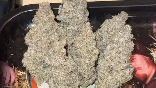 Flowerpot ball vape and showing harvest