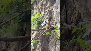 A monkey drinking water #monkey #nature #youtube #viral #funny #comedy #comedyshorts #views
