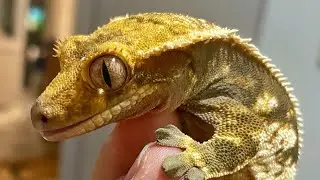 Allevamento del Geco Ciliatus (Correlophus ciliatus)