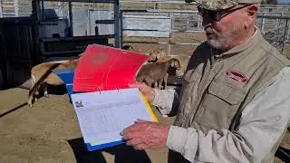 Performance recording and data capturing of Meatmaster Sheep