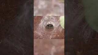 A aranha mais PERIGOSA da Austr&aacute;lia - Atrax robustus #shorts #animal #aranha #spider #atrax