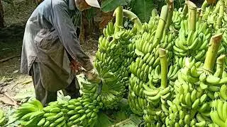 سرگودھا منڈی کے لیے کیلے کی لوڈنگ rate 2000