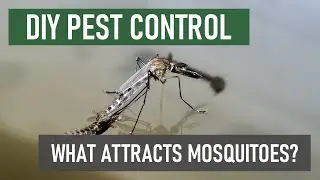 What Attracts Mosquitoes to Your Home's Yard? [Mosquito Inspection]