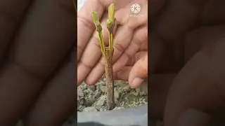 New techniques for successful guava grafting #shortsfeed #yt #satisfying #shortsviral #tiktok #viral