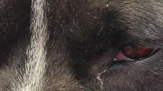 Dogs are snoozing chat