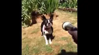 BEST VINES-Dog Suspense!