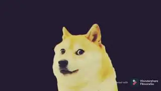 Dog's shocking reaction glitch effect meme