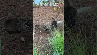 #4K Disney World Ducks #new #travel #shop #relaxing #best #shorts #wildlife #wildlifephotography