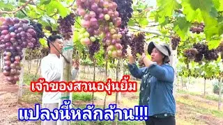 ที่นี่เมืองไทย!! สวนองุ่นที่ดกมาก พึ่งครบปีผลผลิตหลักล้าน 
