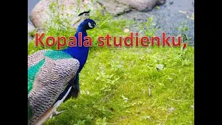 Kopala studienku, Slovenská Ľudová pieseň. Hrá Akordeón. klikni pre Odber. Popis a text, nižšie.