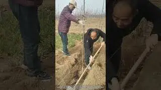 Science-Backed Orchard Establishment : Planting Ruixue Apple Saplings in China&rsquo;s Northwest