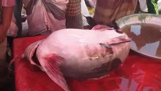 The Top Amazing Fish Videos Of The World | Top Amazing Fishing Stories 2017