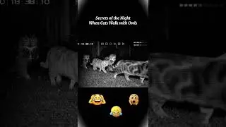 Mysterious Night Creatures | Cats and Owls Together #shorts