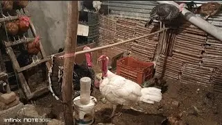 Farm Par Raat Ka Hungama! 🌙 | Turkey Birds Ki Fight #poultryfarming