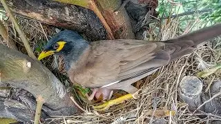 Myna bird is keeping its babies warm