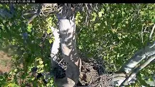 Live! From the NCTC Eagle Nest