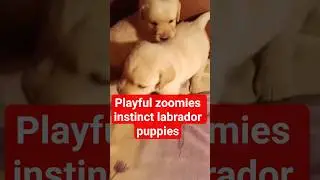the most adorable labradors ever #pet #love #shorts video