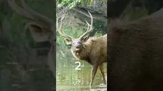 Which sambar would you hunt