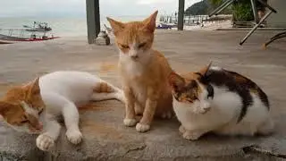 Life Story - CATS AT CAT BEACH SANCTUARY PENANG