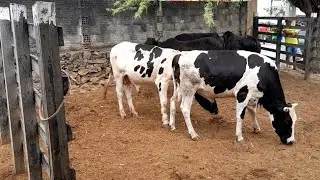 Seu Lalá do Gado tem garrotes pra vender em Frei Miguelinho Pernambuco 23/12/2025.