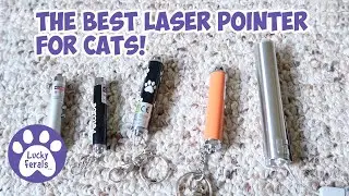 The Best Laser Pointer Ever For Cats * S4 E50 * Cat Product Review