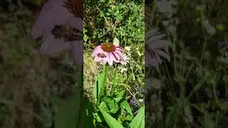 Насекомые и эхинацея |  Insekten und Echinacea #насекомые #эхинацея