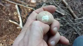 Wild Edibles: Puff Ball Mushrooms.  A lesson from Prepsteader Bob